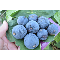 Amelia's Vanilla Cream