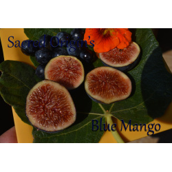 Blue Mango