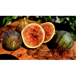 Strawberry Bubblegum