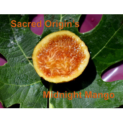 Midnight Mango Tree pot
