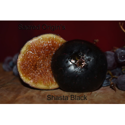 Shasta Black