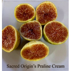 Praline Cream
