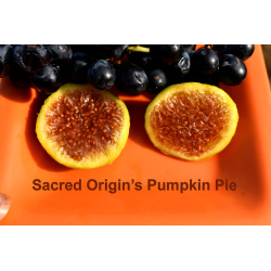 Pumpkin Pie