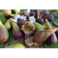 Grape Ape Capri fig Scions/Cuttings