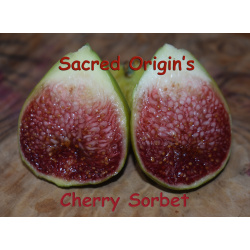 Cherry Sorbet