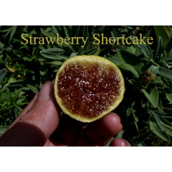Strawberry Shortcake Scions/Cuttings