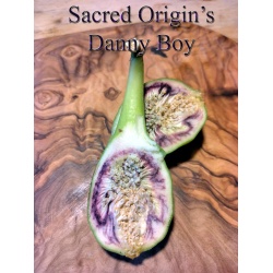 Danny Boy-Capri Fig