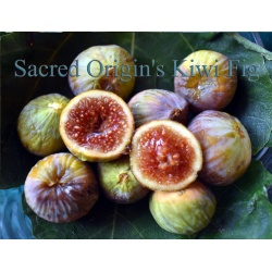 Kiwi Fig Scions/Cuttings