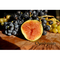 Chardonnay