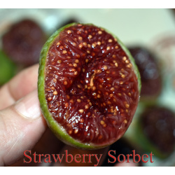 Strawberry Sorbet