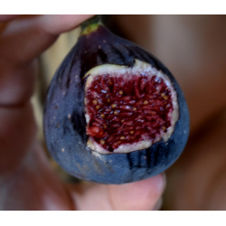 Crema di Mora Treepots and Gallon Pots