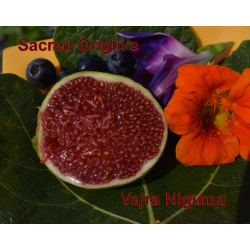 Vajra Niguma Tree pots