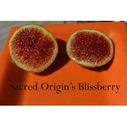 Blissberry Treepots and Gallon pots