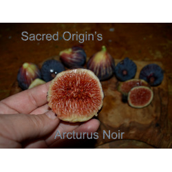 Arcturus Noir