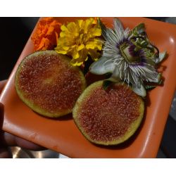 Guava Tart